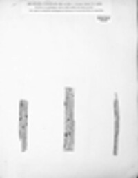 Anthostomella punctulata image